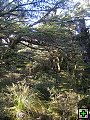 thn_NZ leden-unor 2006 208.jpg